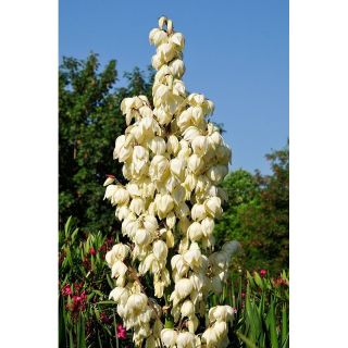 Fiberpalmlilja - Yucca Filamentosa