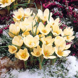 Sáfrány Cream Beauty - csomag 10 darab - Crocus Cream Beauty