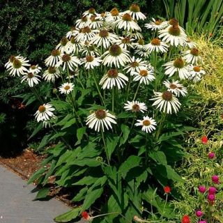 Echinacea, Lebădă albă de vânt - bulb / tuber / rădăcină - Echinacea purpurea