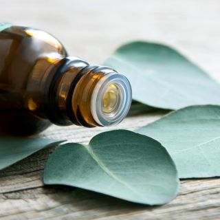 Feberträd - 10 frön - Eucalyptus globulus