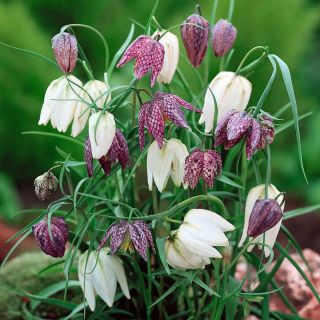 Almindelig vibeæg - pakke med 5 stk - Fritillaria Meleargis