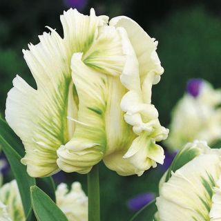 チューリップスーパーオウム - チューリップスーパーオウム -  5球根 - Tulipa Super Parrot