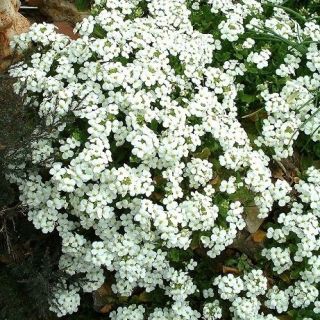 Fjälltrav - vit - Arabis alpina - Täta vita mattor - Färska frön