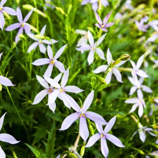 Laurentia - Laurentia axillaris - 240 graines
