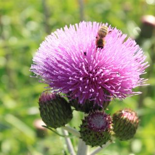 Tistelsläktet - 45 frön - Cirsium