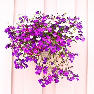 Lobelia Riviera Rose seeds - Lobelia pendula - 3200 biji - Lobelia erinus