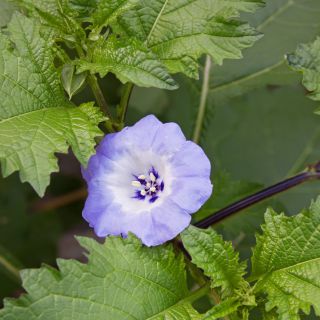 Spuldzeņu nikandra - Nicandra physalodes - Izaug līdz 90 cm, piemērots savvaļas dārziem - Svaigas sēklas