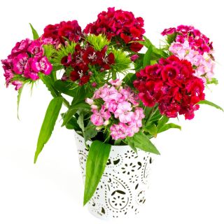 Sweet William frön - Dianthus barbatus - 900 frön