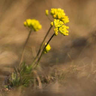 Semillas de la hierba de Whitlow amarillo - Draba sp. - 102 semillas - Draba aizoides