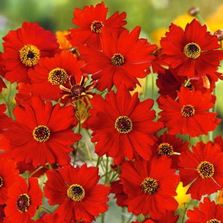 Menyecskeszem - Coreopsis tinctoria - Ragyogó piros virágok sötét középpel - Friss vetőmagok