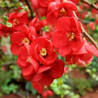 Japonská semena kdoule - Chaenomeles japonica - 15 semen