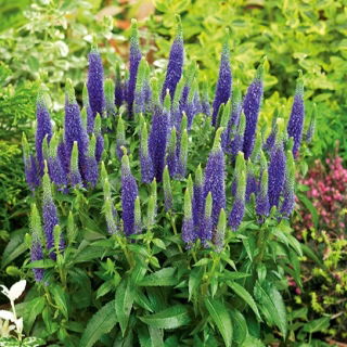 Veronica spicata - 1000 semillas