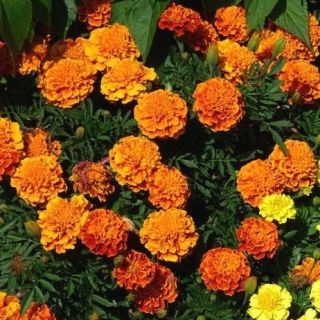 Kisvirágú bársonyvirág - Aurora - narancssárga - Tagetes patula - Lángoló narancssárga virágok, nyári látványosság - Friss vetőmagok