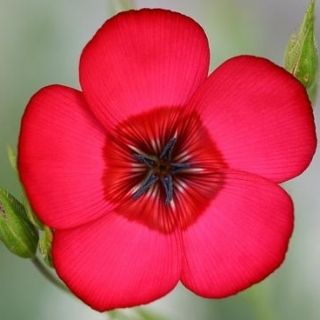 Graines de Lin rouge - Linum grandiflorum - 150 graines