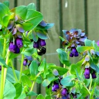 Blåräxfrön - Cerinthe Major Purpurascens - 18 frön - Centhire major purpurascens
