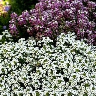 Sladká zmes Alyssum mix - Lobularia maritima - 1750 semien - semená