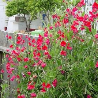 Hrachor vonný - červený - Lathyrus odoratus - Šplhá až do 120 cm, ideální na mříže a ploty - Čerstvá semena