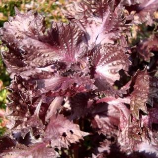 Bladmynta - 200 frön - Perilla frutescens