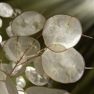 Planta de argint de argint, planta de bani - Lunaria annua - 45 de semințe - Lunaria biennis