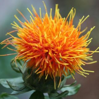 Safflower - Mixed - Carthamus tinctorius - Ideal for Cut Flowers & Dried Arrangements - Fresh Seeds