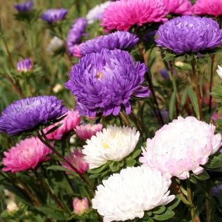 Aster - Ostrich Feather - Mixed - Callistephus chinensis - Perfect for Cutting & Borders - Fresh Seeds