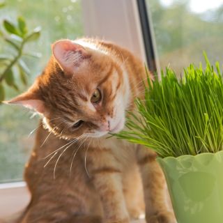 Graines de d'Herbe à Chat
