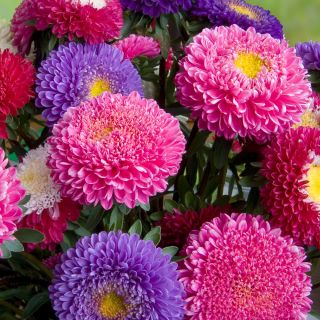 Kiina Aster Princess Mix siemenet - Callistephus chinensis - 500 siemeniä
