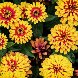 Mexican Zinnia, Persian Carpet seeds - Zinnia haageana - 375 seeds