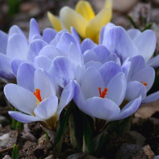 番红花蓝珍珠 -  10个洋葱 - Crocus Blue Pearl