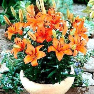 Lilium, Lily Orange Pixie - bulb / tuber / rădăcină
