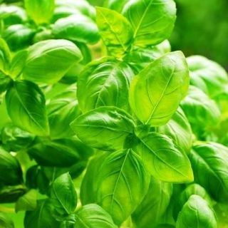 Базилик огоро́дный - зеленый - 650 семена - Ocimum basilicum