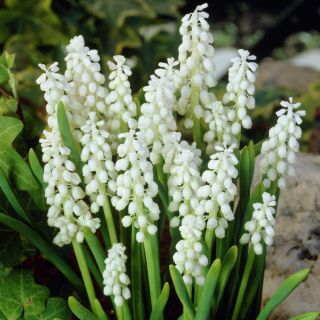 Gyöngyike fehér - csomag 5 darab - Muscari botryoides Album