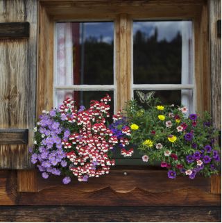 Nemesia, Elfenspiegel Helvetia Samen - Nemesia strumosa - 900 Samen