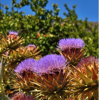 Semillas de cardo - Cynara cardunculus - 25 semillas - Cynara cardunuculus Bianco avorio