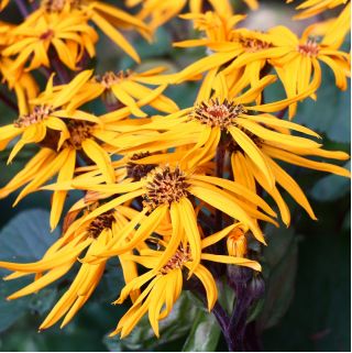 Semi di Britt Marie Crawford - Ligularia dentata - 8 semi