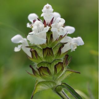 Prunella seeds - Prunella grandiflora - 50 seeds
