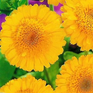 Botón de oro - Tokaj - Calendula officinalis - semillas