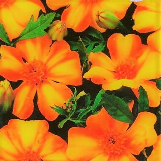 Tagetes patula - La Bamba - Tagetes patula L. - semi