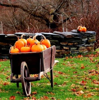 BIO Squash "Jack O 'Lantern" - gecertificeerde biologische zaden - 
