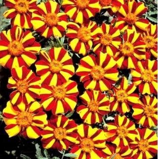 Marigold Mr. Majestic seeds - Tagetes patula nana - 105 seeds