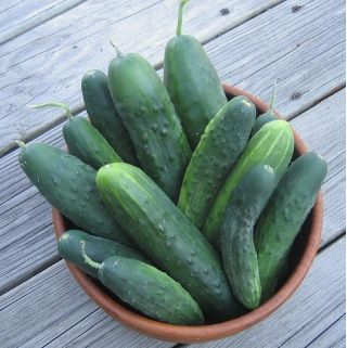 Pepino - Polan F1 - Cinta de semillas - Pepinos de alto rendimiento, fáciles de plantar en cinta