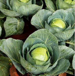 Col repollo - Gloria di Enkhuizen 2 - blanco - 480 semillas - Brassica oleracea convar. capitata var. alba