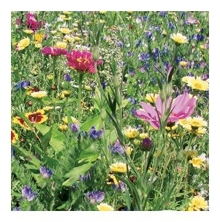Flower Mix - Voor drogere plekken - 