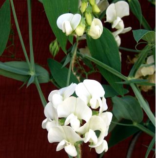 Sweet Pea Semințe de noapte și de zi - Lathyrus odoratus - 24 semințe