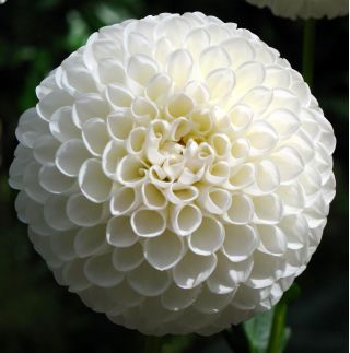 Dahlia - White Aster