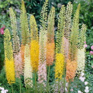 Eremurus, Mix di gigli coda di volpe - confezione XL - 50 pz