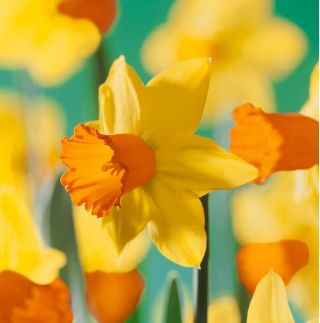 Narcissus Jetfire - Daffodil Jetfire - 5 bulbs