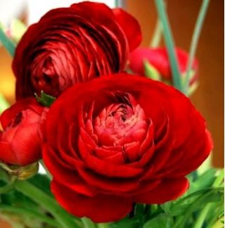 Жовтець, Жовтець Червоний - 10 цибулин - Ranunculus