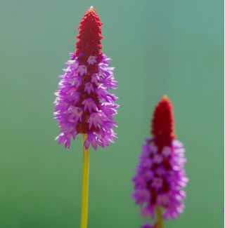 Primrose kínai pagoda magok - Primula vialii - 140 mag