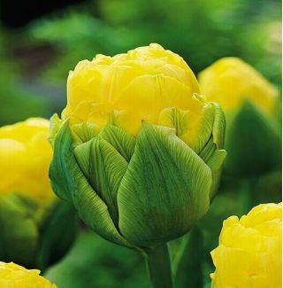 Tulipa Beauty din Apeldorn - Tulip Beauty de Apeldorn - 5 bulbi - Tulipa Beauty of Apeldorn